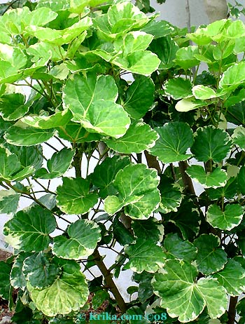aralia leaf